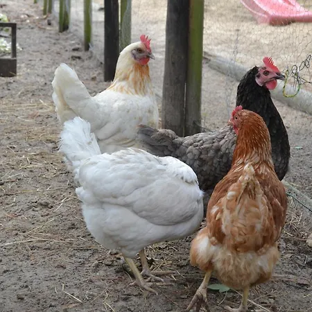 Duhnen Haus 23 Vendégház Cuxhaven